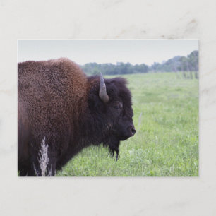 Buffalo Bison-vykort Vykort