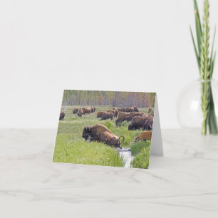 Buffalo Crossing Note-kort Kort
