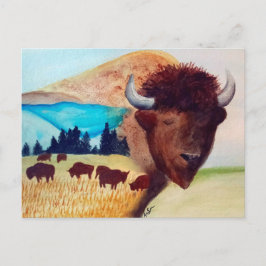 Buffalo Dream Postcard Vykort