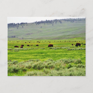 Buffalo Fält Vykort