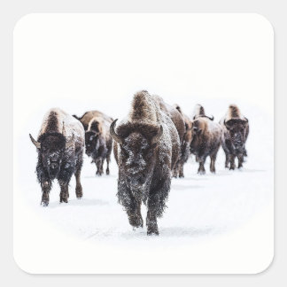 Buffalo Fyrkantigt Klistermärke
