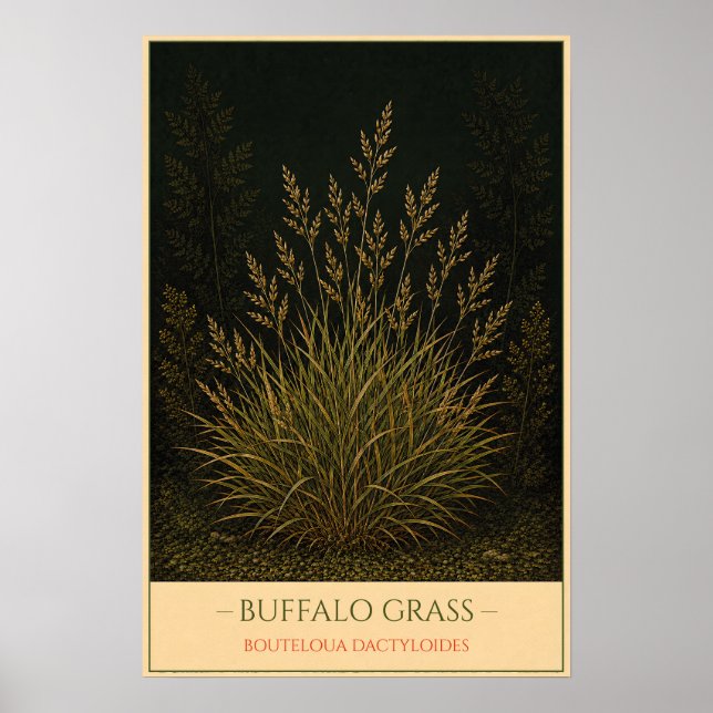 Buffalo Grass Poster (Framsidan)