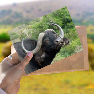 Buffalo Grass-vykort Vykort