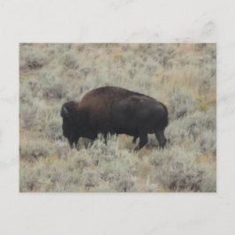 Buffalo, Grazing, Yellowstone, Photography Vykort
