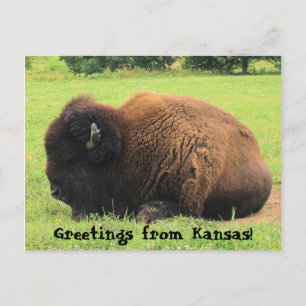 buffalo, Hälsningar från Kansas! Vykort