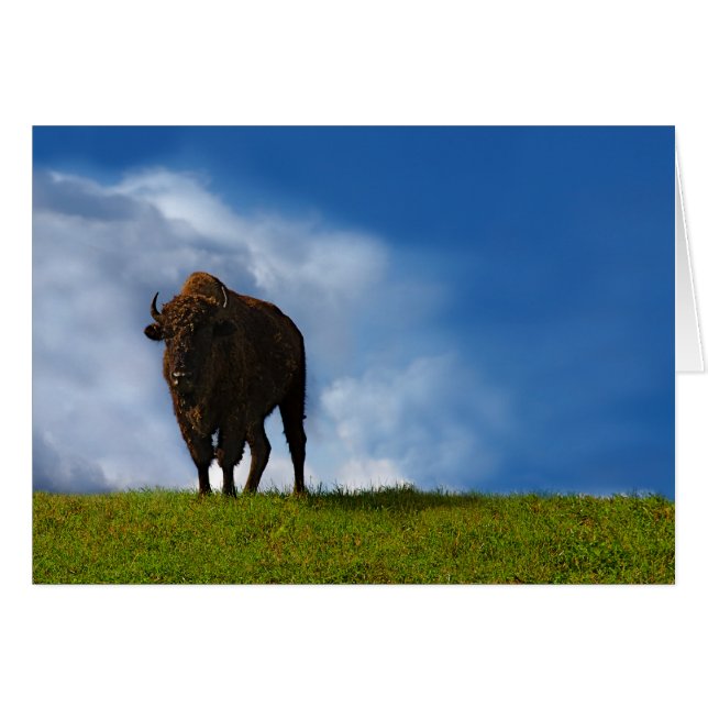 Buffalo Hälsningskort (Framsidan Horizontal)