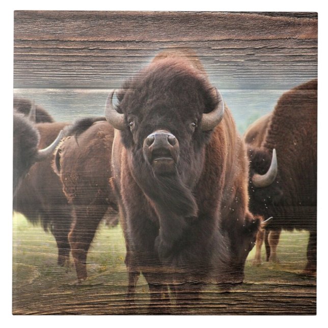 Buffalo Herd Kakelplatta (Framsidan)