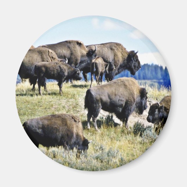 Buffalo Herd - nationalparken Yellowstone Magnet (Framsidan)