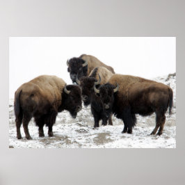Buffalo Herd Nature Wall Poster