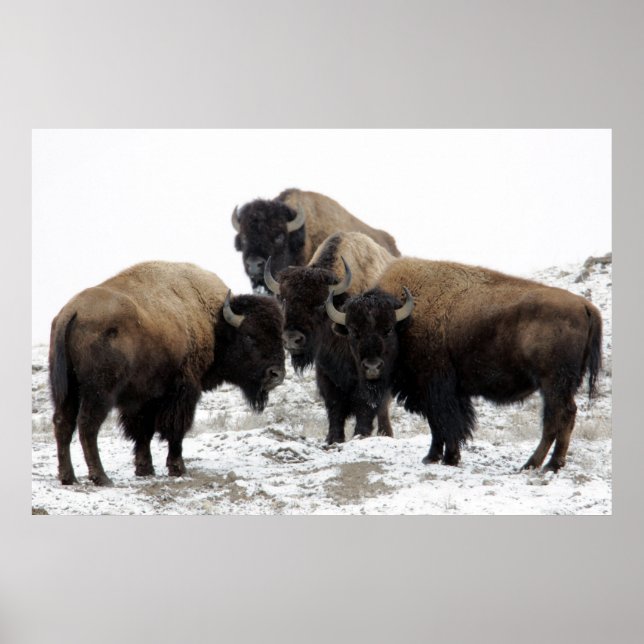 Buffalo Herd Nature Wall Poster (Framsidan)