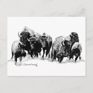 Buffalo Herd Vykort