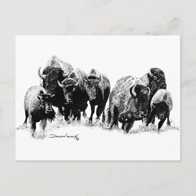 Buffalo Herd Vykort (Framsida)