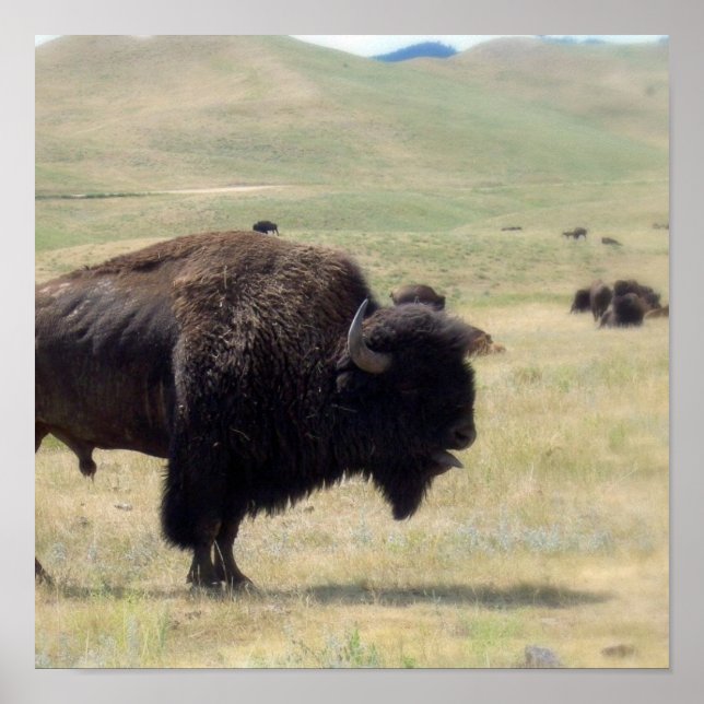 Buffalo Hunts Poster (Framsidan)