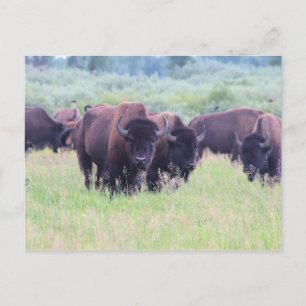 Buffalo i Grand Teton nationalpark Vykort
