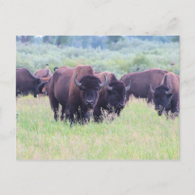 Buffalo i Grand Teton nationalpark Vykort (Framsida)