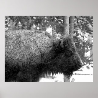 Buffalo i nationalparken Yellowstone Poster