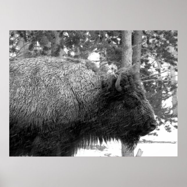 Buffalo i nationalparken Yellowstone Poster (Framsidan)