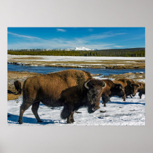 Buffalo i Snö Poster