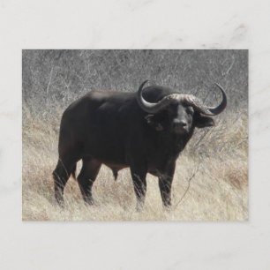 Buffalo i södra Afrikan Vykort