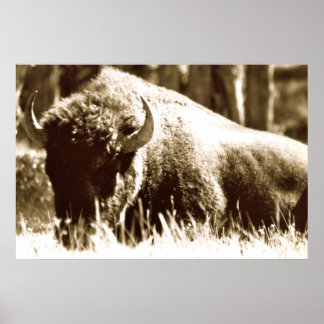 Buffalo i Yellowstone Poster