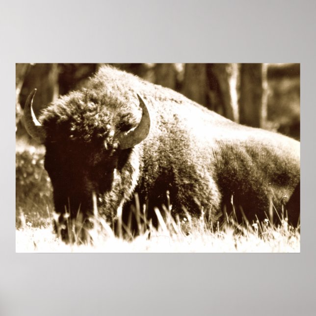 Buffalo i Yellowstone Poster (Framsidan)