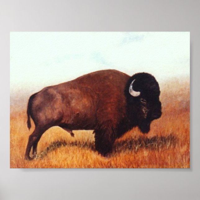 Buffalo III Poster (Framsidan)