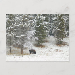 Buffalo in Yellowstone nationalpark Vykort