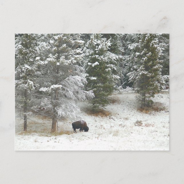 Buffalo in Yellowstone nationalpark Vykort (Framsida)
