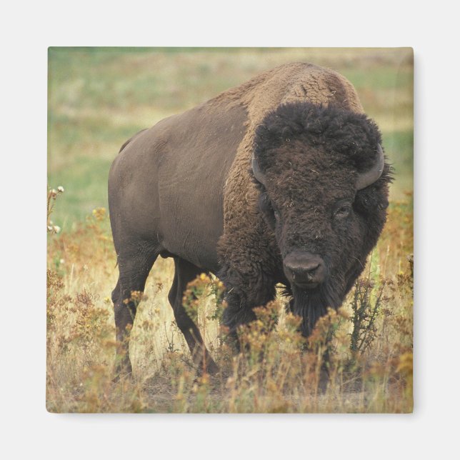 Buffalo Magnet (Framsidan)