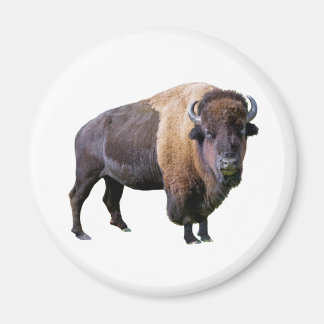 buffalo magnet