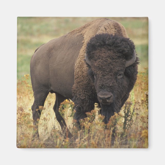 Buffalo Magnet (Framsidan)