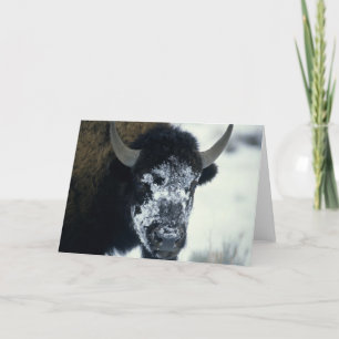 Buffalo med snö kort