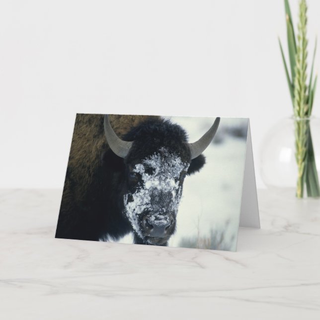Buffalo med snö kort (Framsida)