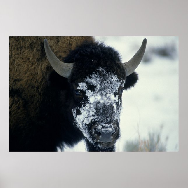 Buffalo med snö poster (Framsidan)