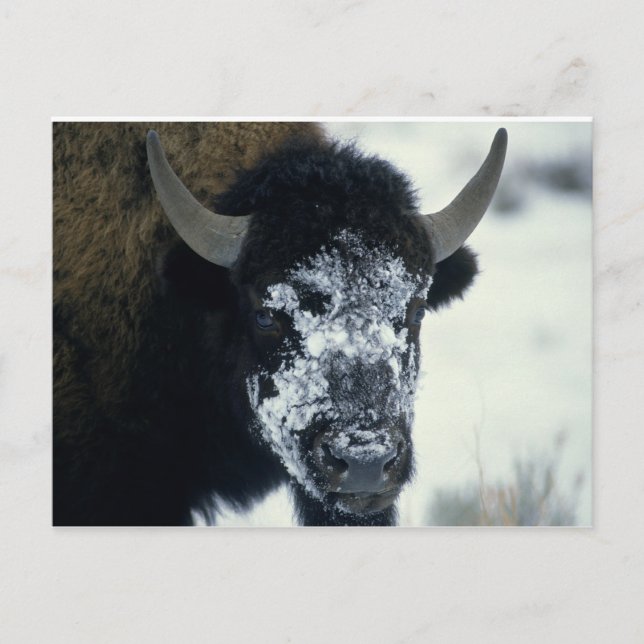 Buffalo med snö vykort (Framsida)