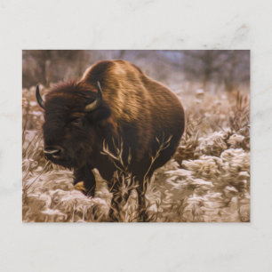 BUFFALO - MINNEOPA STATE PARK - MINNESOTA USA VYKORT