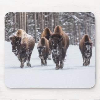 Buffalo Musmatta