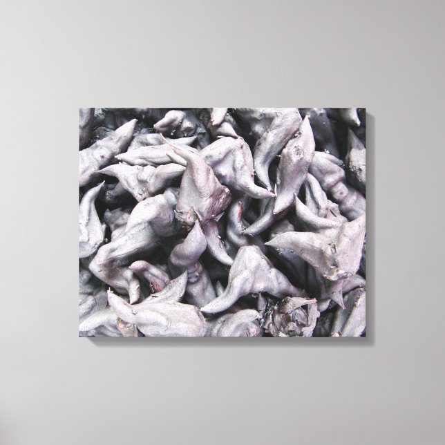 Buffalo Nöt - Vatten Caltrop Canvastryck (Framsida)