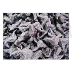 Buffalo Nöt - Vatten Caltrop Card Hälsningskort