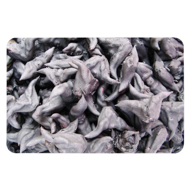 Buffalo Nöt - Vatten Caltrop Magnet (Horisontell)