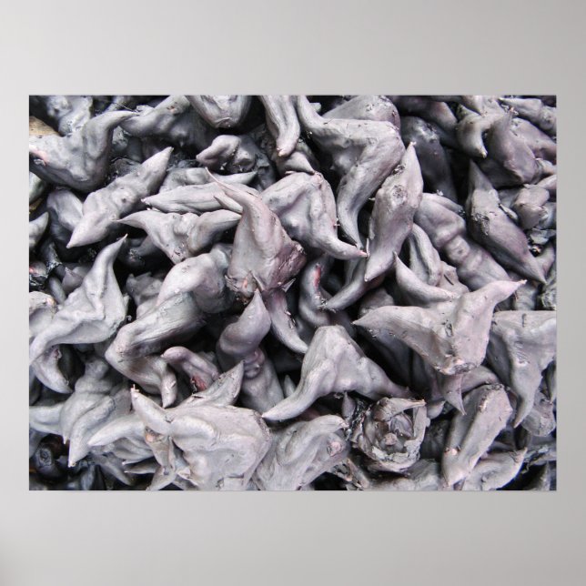 Buffalo Nöt - Vatten Caltrop Poster (Framsidan)