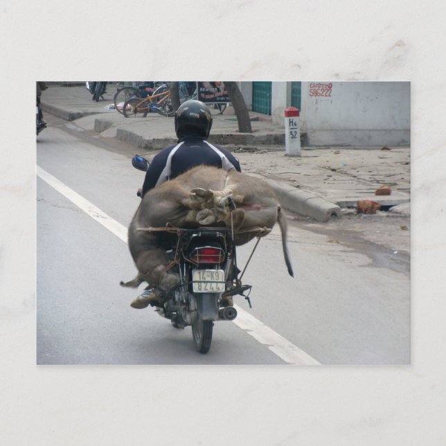 Buffalo on Motorcycle-Vietnam Vykort (Framsida)