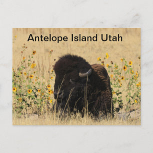 Buffalo på Antelope Island i Utah Postcard Vykort
