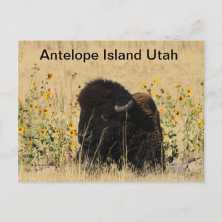Buffalo på Antelope Island i Utah Postcard Vykort