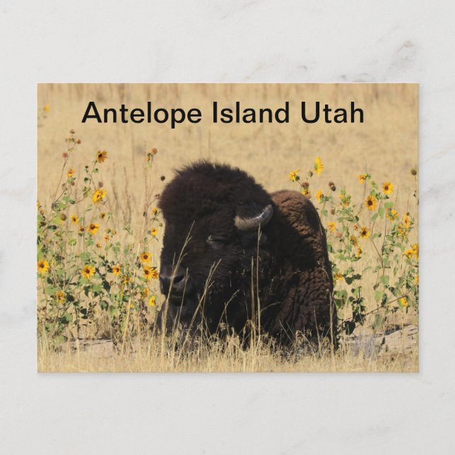 Buffalo på Antelope Island i Utah Postcard Vykort (Framsida)