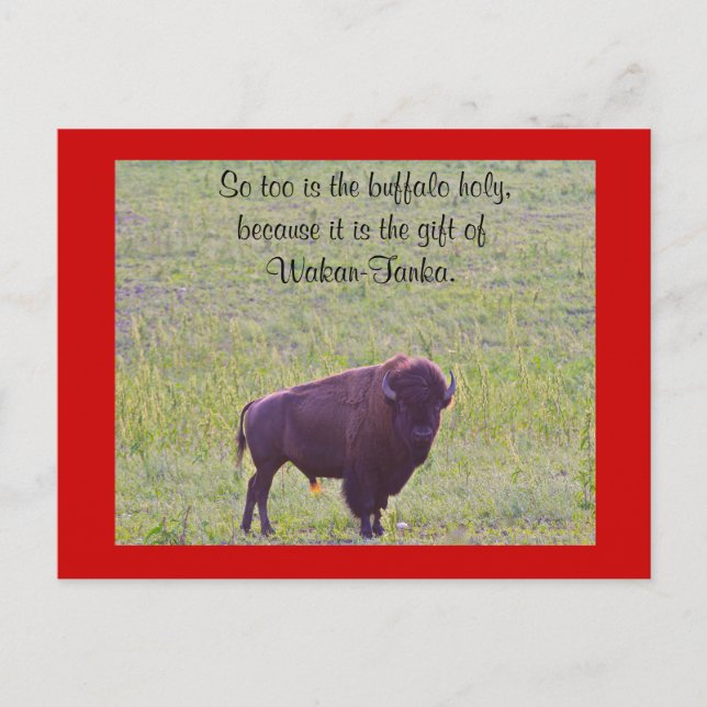 Buffalo på Lakota Lands Vykort (Framsida)