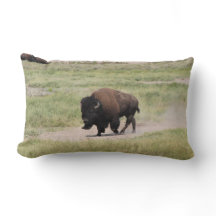 Buffalo på resande fot, fotografi