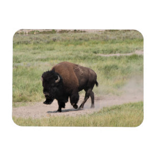 Buffalo på resande fot, fotografi magnet