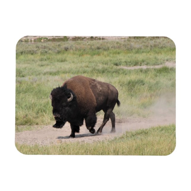 Buffalo på resande fot, fotografi magnet (Horisontell)