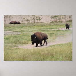 Buffalo på resande fot, fotografi poster